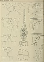 Thumbnail for File:Botanische Jahrbücher für Systematik, Pflanzengeschichte und Pflanzengeographie (1905) (20214869290).jpg