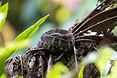 Description de l'image Bothrops chloromelas.jpg.