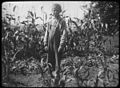 Boy in corn field, Woodbine, New Jersey (4254191488).jpg