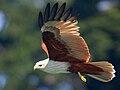 Brahminy kite