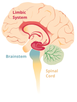 Close proximity between the Limbic System (Hippocampus & Amygdala) and Brainstem Brain limbicsystem.svg