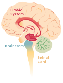 Brain limbicsystem.svg