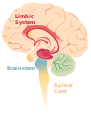 Brain limbicsystem.svg