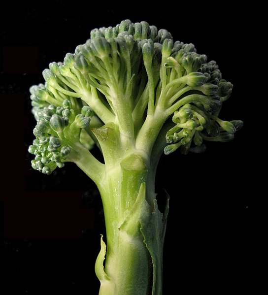 File:Brassica oleracea var. italica 15-p.bot-brassi.oler-04.jpg