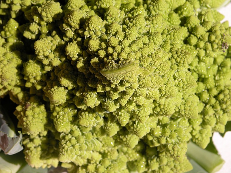 File:Broccoli DSCN4317.jpg