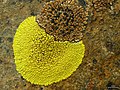 Lecidea atrobrunnea, an endolithic lichen