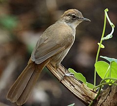 Phyllastrephus Terrestris: вид птица