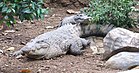 Buaya Irian Crocodylus novaeguineae Bandung Zoo.JPG