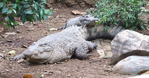 New Guinea crocodile