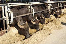 Buffalo feeding in a cattle-shed