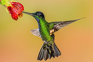 <span class="mw-page-title-main">Buff-winged starfrontlet</span> Species of hummingbird
