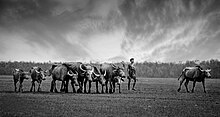 Buffalo Herd at Nijhum Dwip