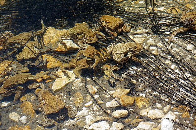 Erdkröten im Wildensee von Tigerente