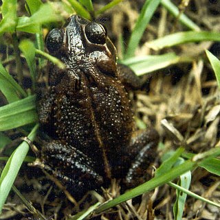 <i>Incilius campbelli</i> Species of amphibian