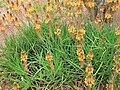 Bulbine frutescens