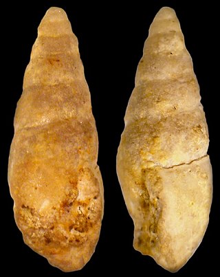 <i>Bulimulus trindadeae</i> Extinct species of gastropod