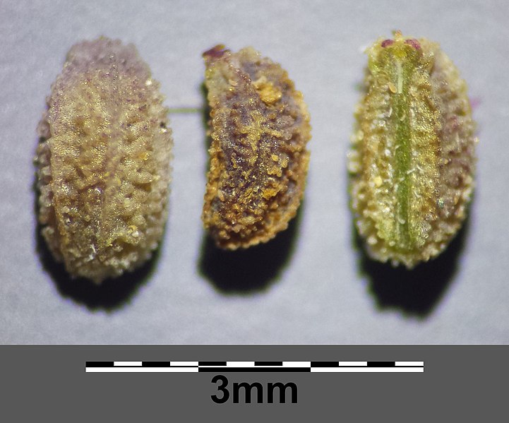 File:Bupleurum tenuissimum sl28.jpg