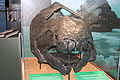 A Dunkleosteus terrelli in the Burpee Museum of Natural History in Rockford, Illinois, USA.