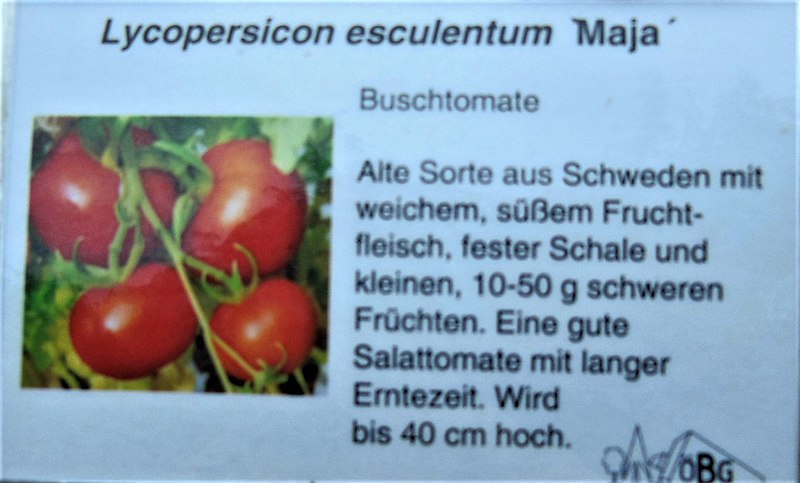 File:Buschtomate.jpg