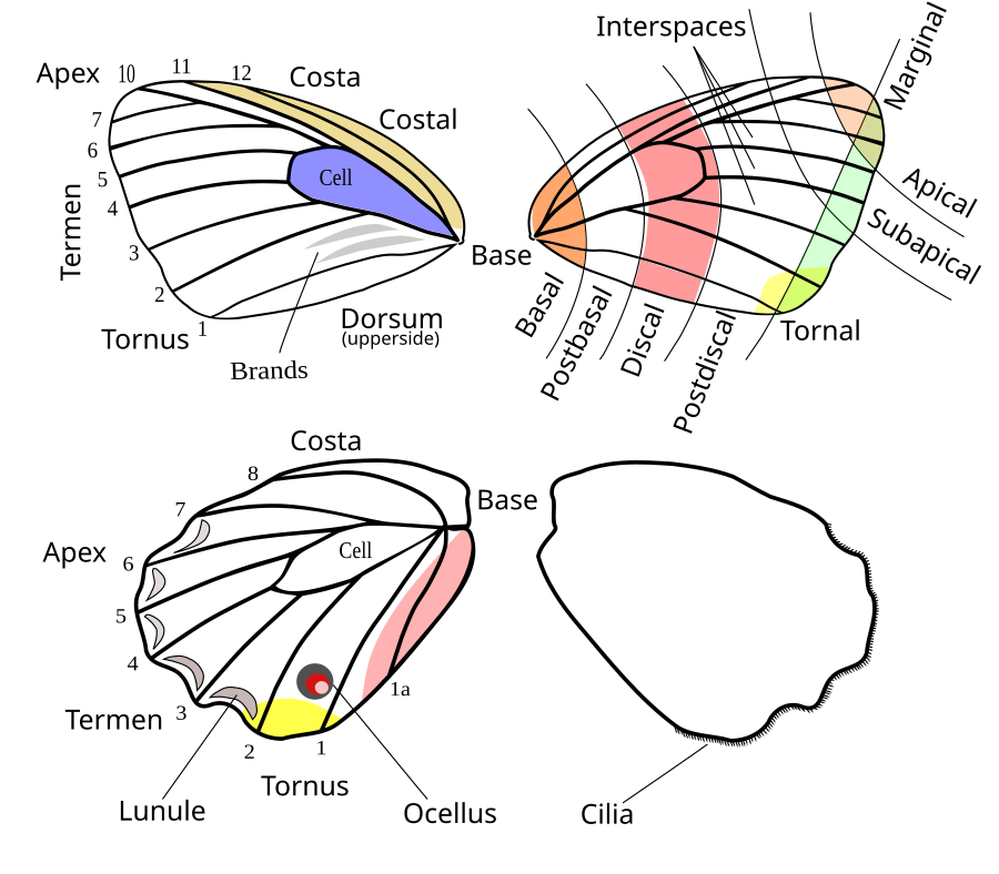 Сколько крыльев у чешуекрылых. Схема жилкование крыла бабочки. Чешуекрылые строение крыльев. Жилки крыла бабочки. Крыло бабочки схема.