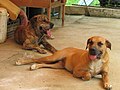 Cães Originais Fila Brasileiro descansando