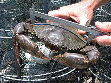 CSIRO ScienceImage 10696 Çamur yengeçleri, Moreton Bay.jpg'deki yeşil bölgelerin etkinliğine ilişkin araştırmanın bir parçası olarak ölçülerek etiketlendi ve serbest bırakıldı.