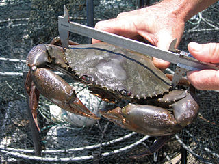 <i>Scylla serrata</i> Species of crab