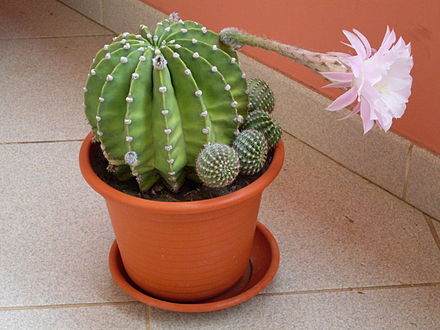 Cactus in Praia