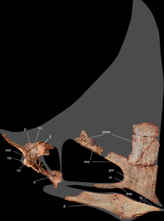 <i>Caiuajara</i> Genus of tapejarid pterosaur from the Late Cretaceous