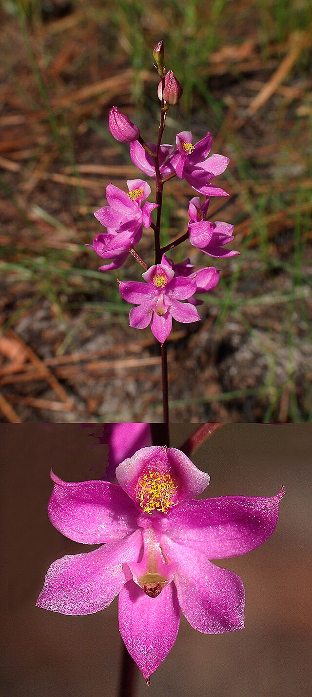 Thysanotus multiflorus