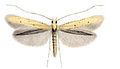 Caloptilia roscipennella