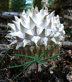 Calvatia sculpta: fotografijŏ