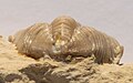 Calymene clavicula, view of pygidium and thorax from the back