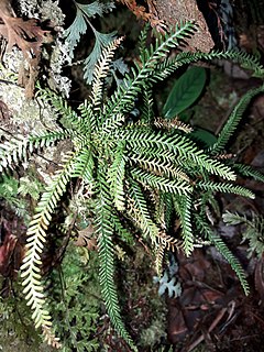 <i>Calymmodon cucullatus</i> Species of fern