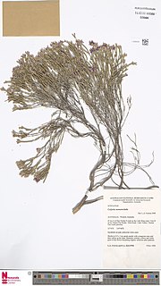 <i>Calytrix nematoclada</i> Species of flowering plant