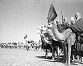 Camels in Saudi Arabia, 1920-30s 14.jpg