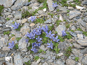 Campanula cenisia.jpg