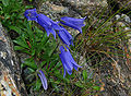 Tüylü çiçekli çan çiçeği (Campanula chamissonis)