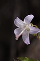 Campanula scouleri