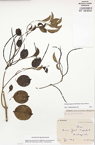 <i>Camptocarpus mauritianus</i> Species of flowering plant