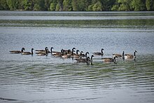 Flock swimming in Huntsville, Ontario Canada Goose Flock in Huntsville 11.jpg