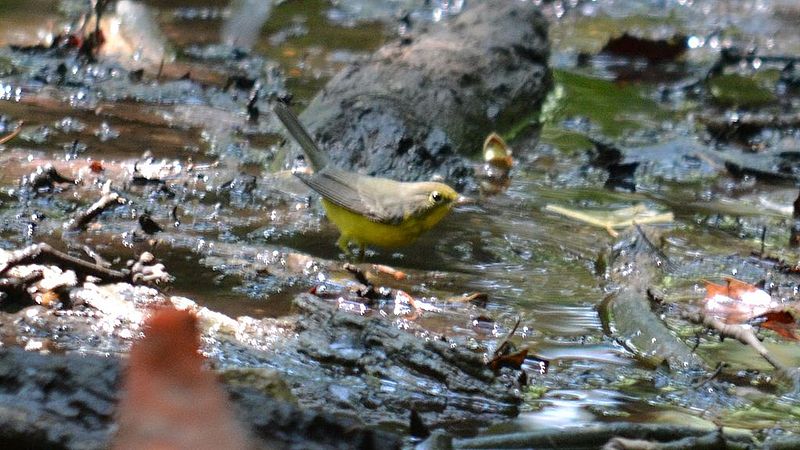 File:Canada Warbler (7817737470) (2).jpg