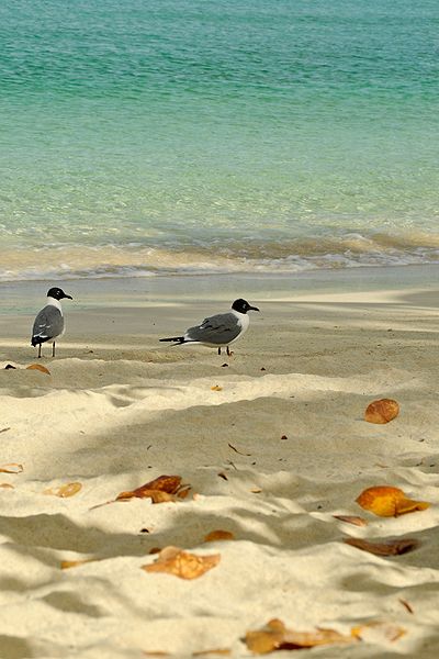 File:Caneel Bay Seagulls By Caneel Beach 01.jpg