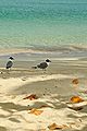 Caneel Bay Seagulls By Caneel Beach 01.jpg