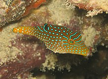 Canthigaster papua.jpg