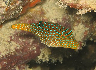 <i>Canthigaster papua</i> Species of fish