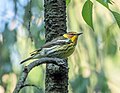 Thumbnail for File:Cape May warbler (72469).jpg