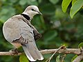 Cape Turtle-Dove (Streptopelia capicola) (6046155042).jpg