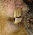 Ein Capybara: Jeder Zahn hat eine tiefe Furche und erscheint deshalb wie zwei Zähne.