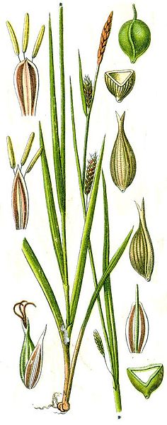 File:Carex laevigata.jpg